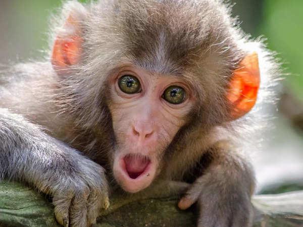 Monkey
